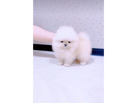 Pomeranian ayıcık