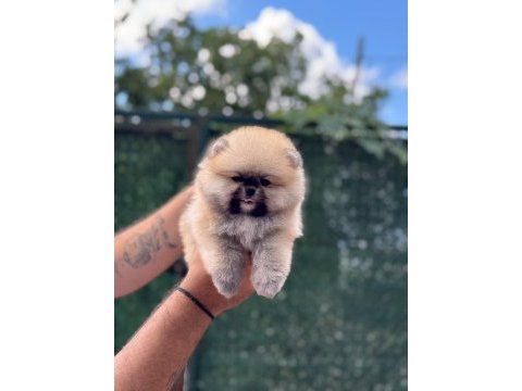 Sağlık ve ırk garantili pomeranian