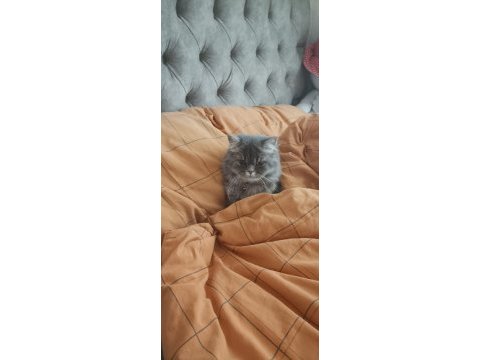 British shorthair kedisi yavrular