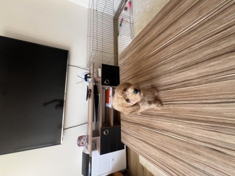 Sağlıklı süper oyuncu 0 numara toy poodle erkek