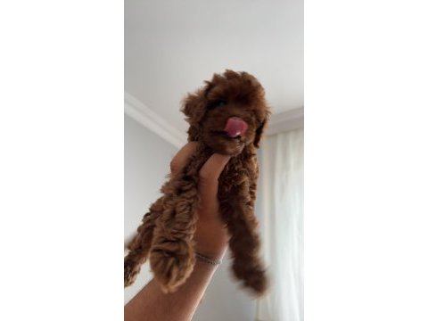 Red brown toy poodle