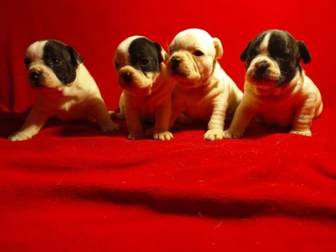 Sevimli ve oyuncu french bulldog yavrular
