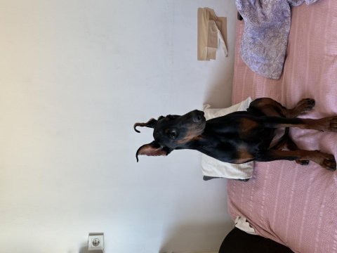 Doberman king dişi