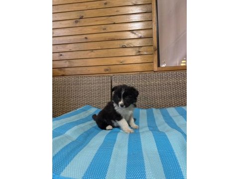 Border collie köpeği