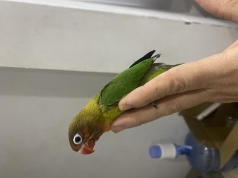 Ele omuza alıştırmalık sevda papağnlarımız