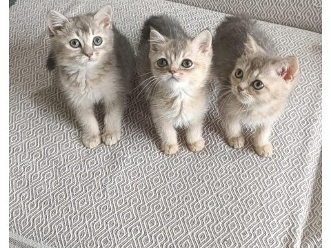 British shorthair bebekler