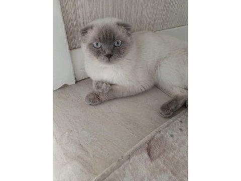 Scottish fold 2 yaşında erkek