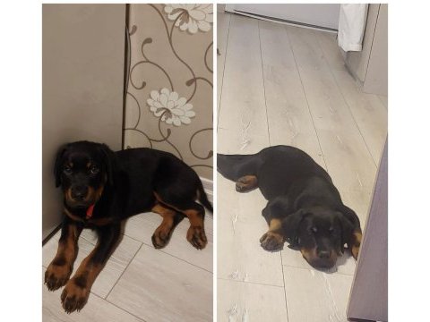 A+ kalitede koca kafa rottweiler
