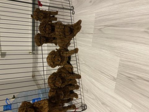 Toy kore karışımı safkan poodle lekesiz