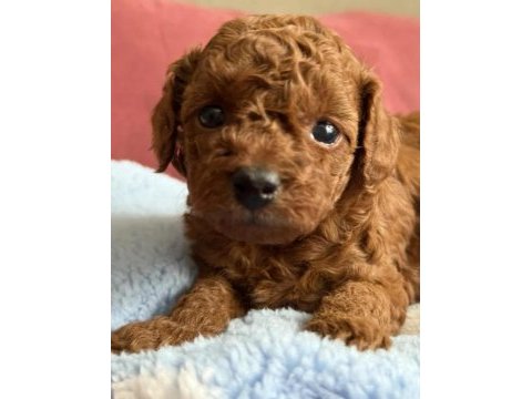 Kalite toy poodle yavrularımız yeni ailelerini bekliyor