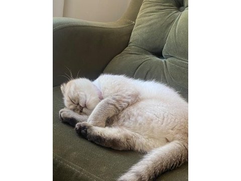 Uygun puana sahiplendirme yapacağım scottish fold