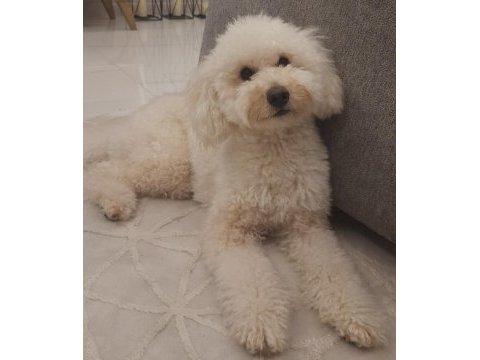 Eş arıyoruz toy poodle