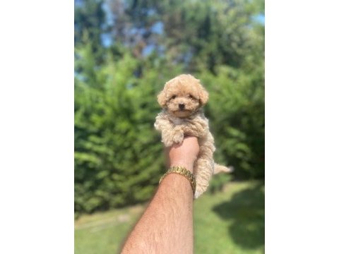 Erkek maltipoo yavrumuz