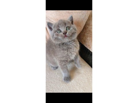 Şekerilinkoo british shorthair