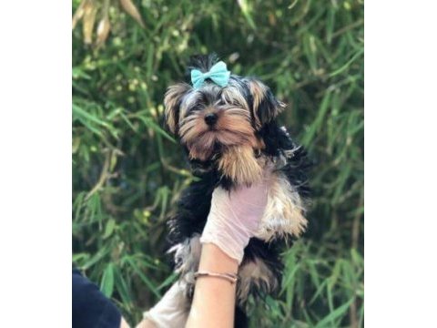 Irk ve sağlık garantili yorkshire terrier yavrularımız