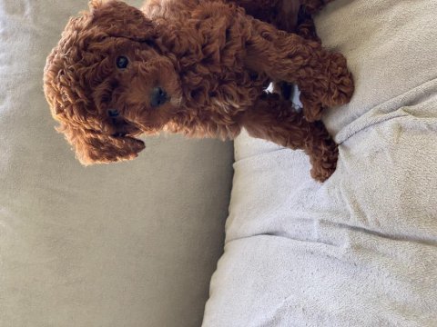 Toy poodle kore poodle eşleşmesi