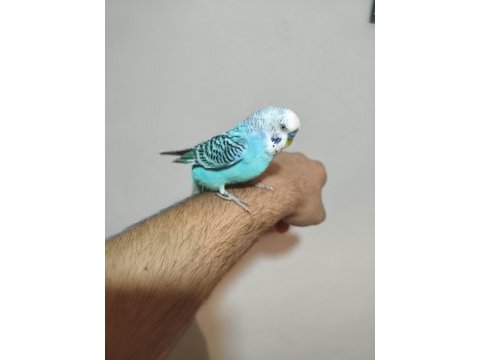 Acil satılık konuşan muhabbet kuşu