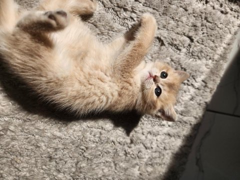 British shorthair golden ay12