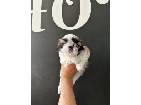 Sıfır burun mükemmel kalite son shih tzu yavru