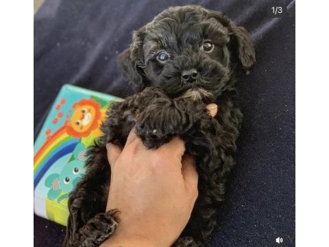 Acil uygun toy poodle
