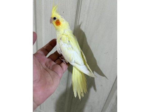 51 günlü kusursuz lutino bebek sultan