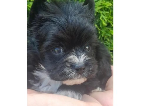 Egzotik yorkshire terrier yavruları