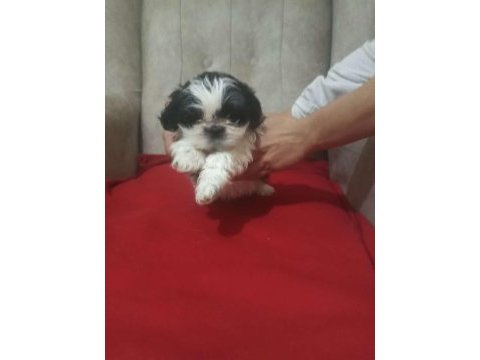 Show kalite shih tzu yavrularımız
