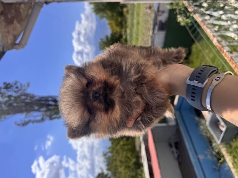 Safkan ayı surat pomeranian boo