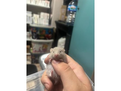 Uzun tüylü suriye hamster yeni sahiplerini bekliyor