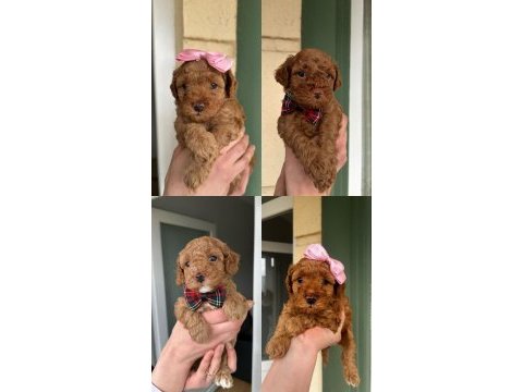 Toy poodle yavrularımız yeni yuvalarını arıyor