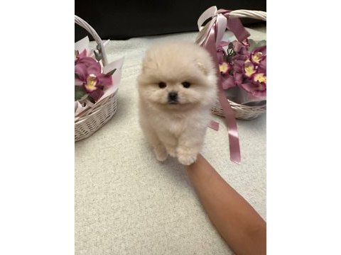 Pomeranian boo yavru