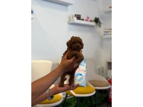 Kore toy poodle bebekler sahibini bekliyor
