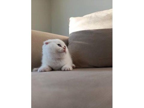 Karbeyaz ns11 scottish fold yavrusu