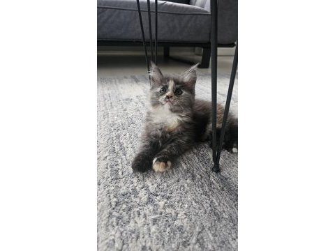 Safkan maine coon yavruları