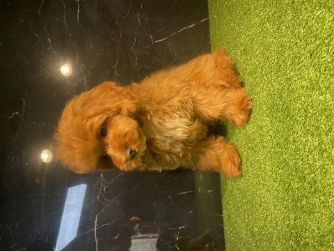 Poodle yavrumuz