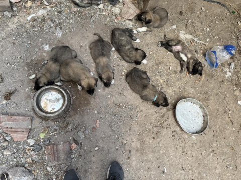 Kangal yavruları