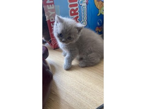 Show kalite british shorthair yavrular