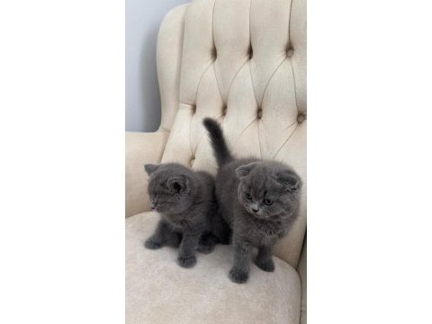 Erkek dişi yavru kediler