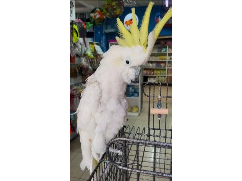 Sülfür kakadu 6 yaşında