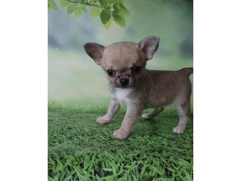 Elma surat chihuahua yavrularım