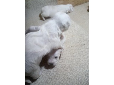 20 günlük kartopu bebek köpekler