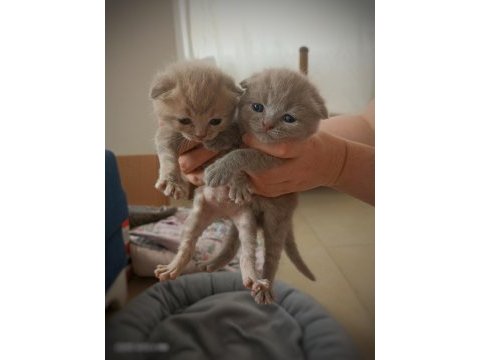 Kusursuz scottish fold lilac/black yavrular