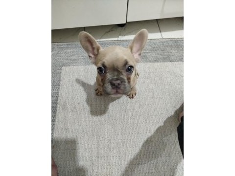 2 aylık french bulldog