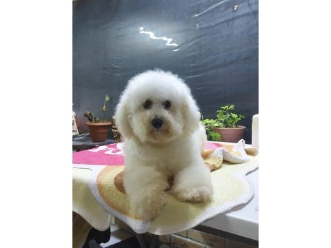 Türkiyede sayılı ailede olan özel ırk bichon frise