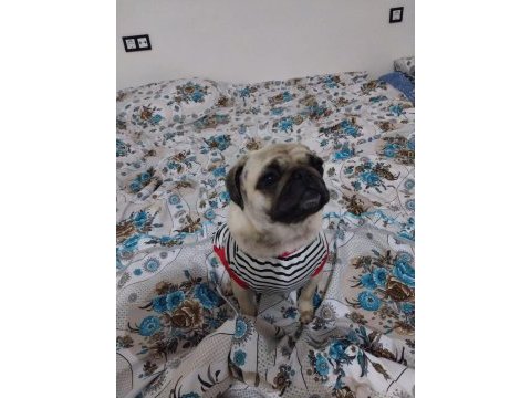 2 yaşında dişi pug