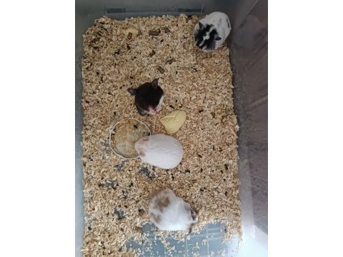 Ele alışık yavru verecek yaşa gelmiş 3 aylık hamsterler