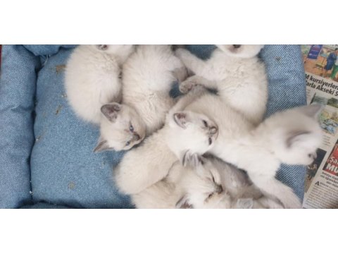 Scottish fold ve britsh shorthair yavrular