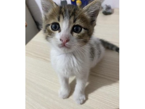 Sıcakkanlı oyuncu bir kedimiz