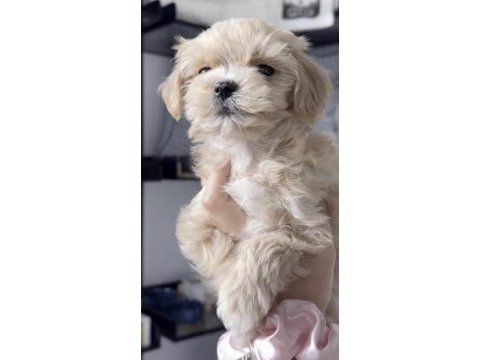 Maltipoo safkanlar