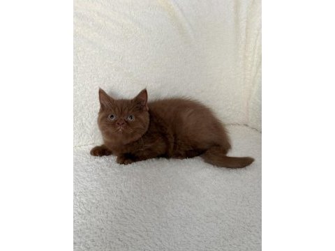 Safkan british shorthair cinnamon dişi yavru